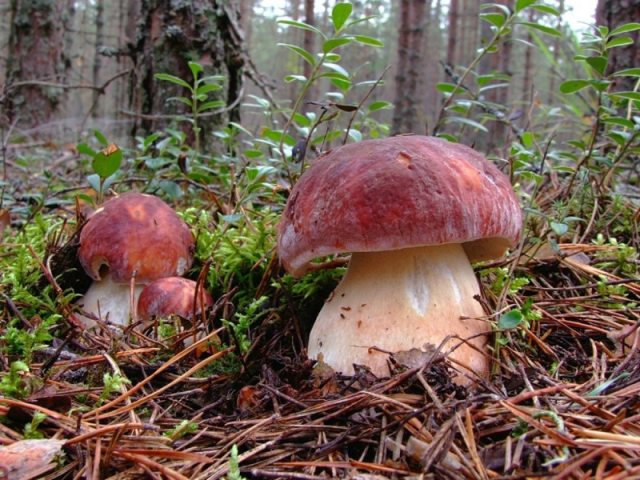 Мицелий Белого гриба соснового (Boletus pinophilus) 